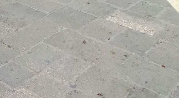 Invasione di blatte nel centro storico Il Comune: «Aqp faccia la sua parte»