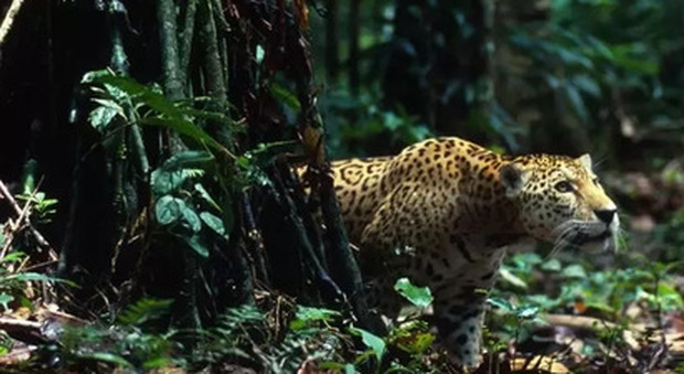 Amazzonia, foresta e giaguari a rischio fra disboscamento e incendi. Arrivano i droni controllori