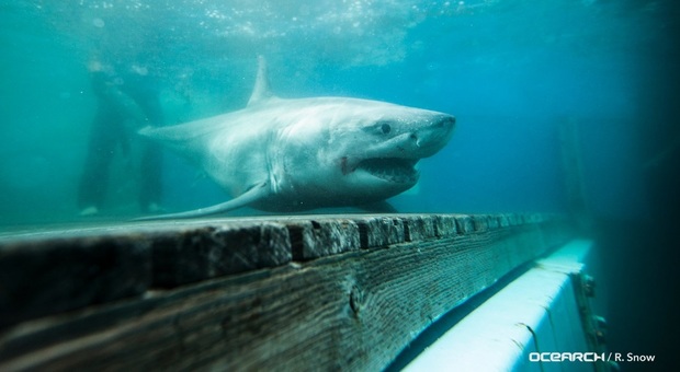 Grande squalo bianco avvistato per la prima volta a Long Island Sound: lungo 10 metri, pesa 500 kg
