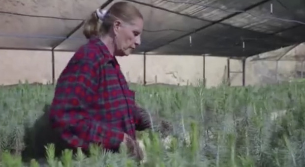 Signora messicana di 70 anni lotta contro il cambiamento climatico e pianta 1 milione di alberi