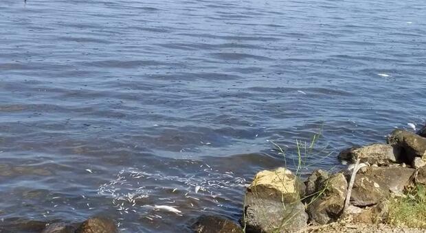 Moria di pesci al lago Patria: «Probabile colpa dell'eutrofizzazione»