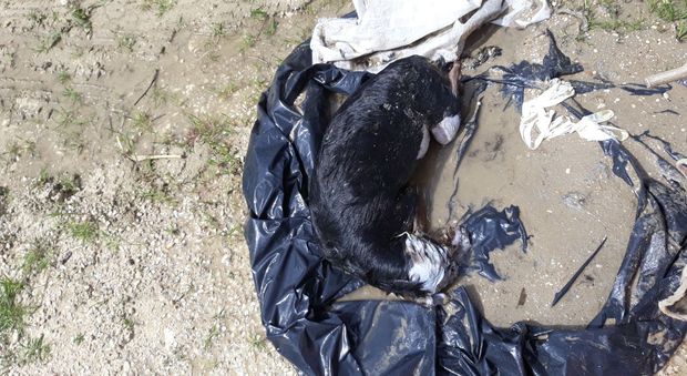 Cagnolina morta chiusa nel sacco, ritrovamento choc in spiaggia