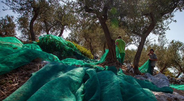 Allerta meteo, raccolta delle olive a rischio in Campania e altre 5 regioni