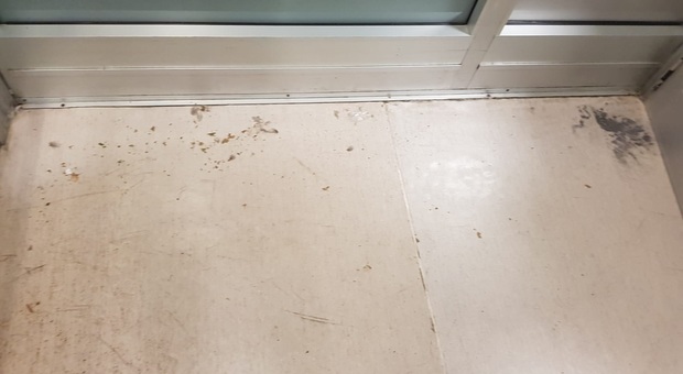 Osimo, cartacce, piume di piccione e formiche: disinfestazione all'ospedale