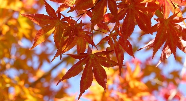 Equinozio d'autunno, ecco perché quest'anno cade il 22 settembre. L'estate finisce alle 15.31