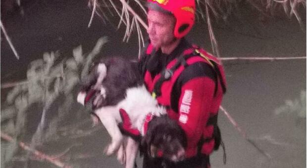 Cagnolino finisce in un canale a Fano, recuperato e messo in salvo dai vigili del fuoco