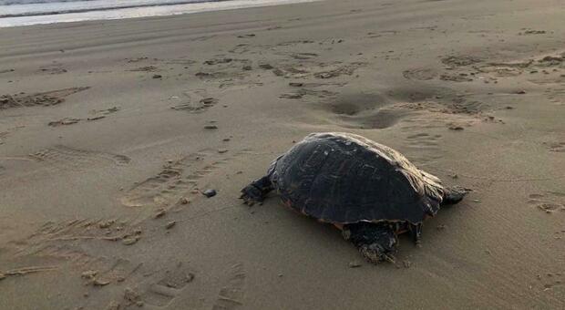 Onde e mare agitato, tartaruga trovata morta sulla spiaggia
