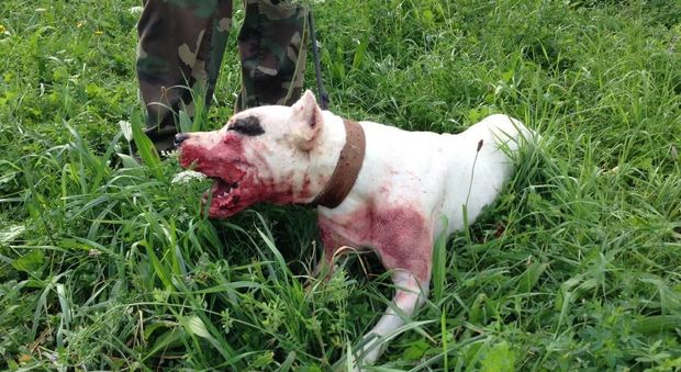 Pesaro, cani da combattimento addestrati a sventrare cinghiali vivi: dieci sotto accusa
