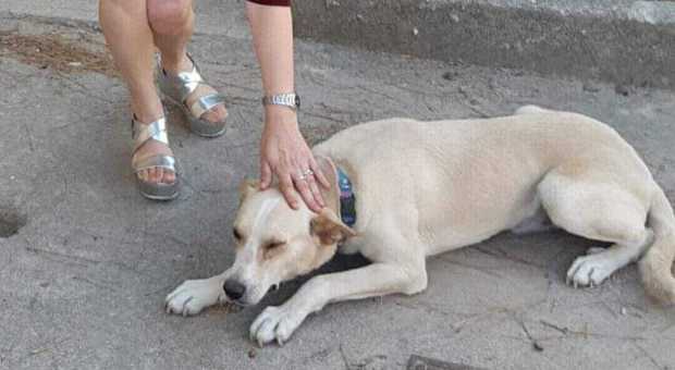 Un cane in Municipio: il "trovatello" è stato adottato da sindaco e assessori
