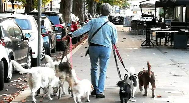 Da Ostia a Roma, la banda del furgone bianco che rapisce i cani colpisce ancora: allarme tra i residenti