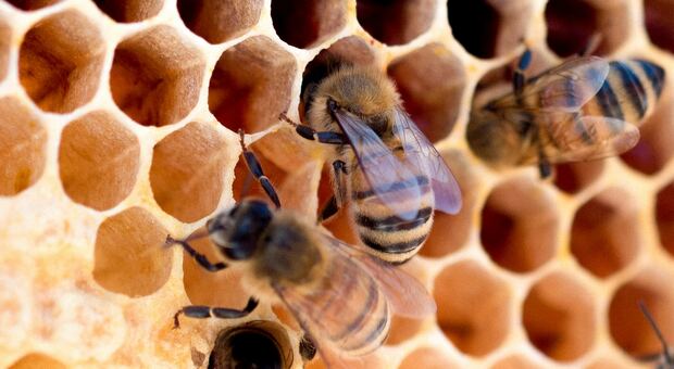 Susegana. Tra le fabbriche un milione di api (foto Unsplash Meggyn Pomerlea)