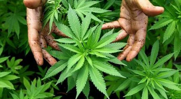 Marijuana, la Camera Usa vota sì alla legalizzazione