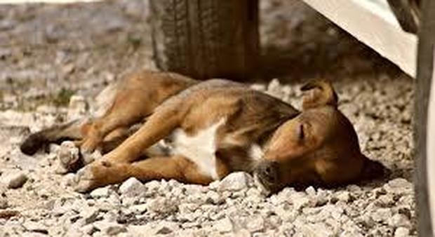 Strage di cani a Contrada Chiaire: nove animali morti avvelenati