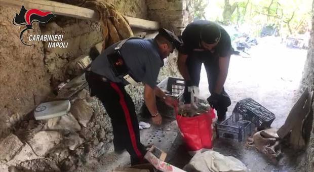 Droga, bombe e munizioni in un rudere abbandonato nel Napoletano