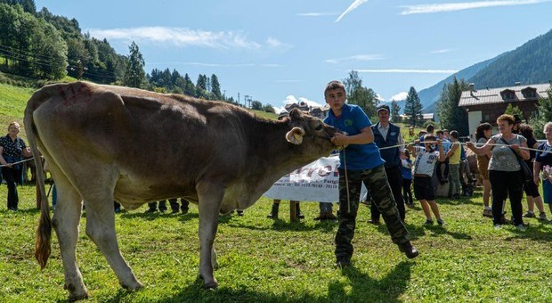 Le mucche hanno la loro Miss, concorso per la più bella in Trentino