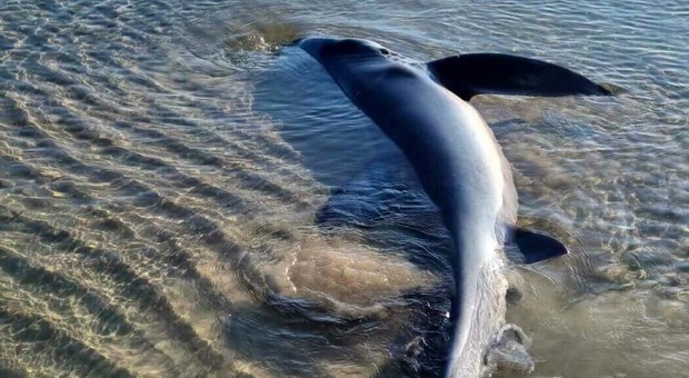 Agrigento, squalo azzurro spiaggiato con i piccoli appena nati: salvati