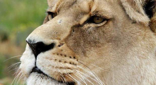 Una leonessa allo stato selvaggio (foto Remo Sabatini)