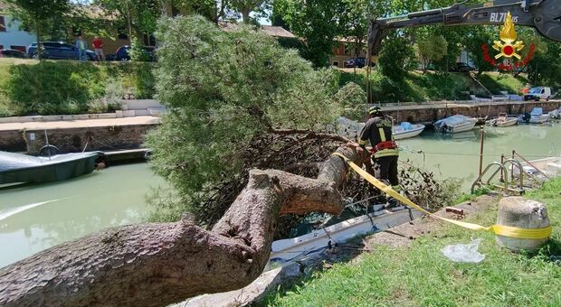 Un grosso albero si abbatte su una barca: tragedia sfiorata al porto di Fano