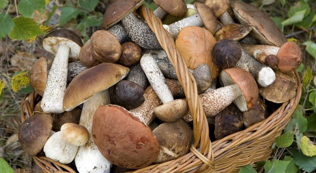 Puglia, la Regione autorizza la raccolta di funghi e tartufi. Solo a chi ha il permesso