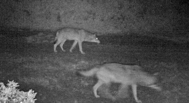 la coppia di lupi catturata nella fototrappola (per gentile concessione Oasi Lipu Castel di Guido)