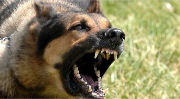 L'amico morso al volto dal suo cane: condannato a pagare 22mila euro