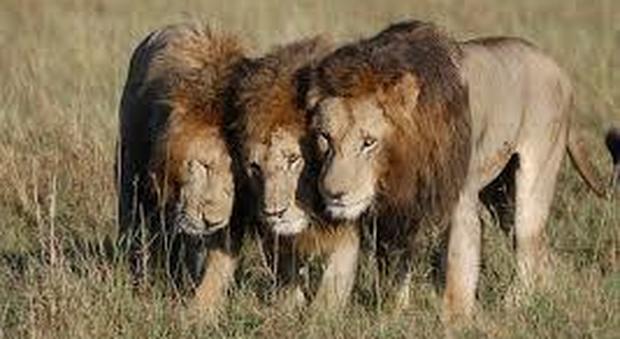 Sudafrica, mandria di leoni attacca e divora un cacciatore