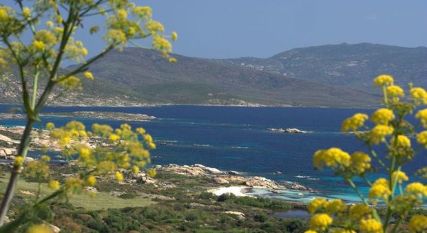 Tour a primavera tra la flora e la fauna dell'Asinara