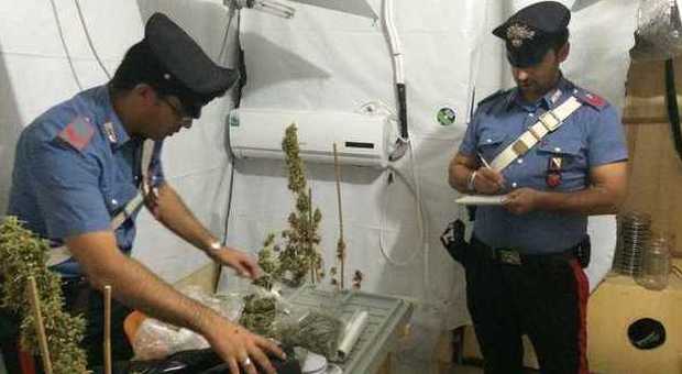 Casalinga attrezza in casa una serra per coltivare marijuana: arrestata
