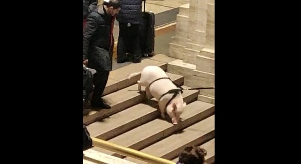 Un maiale al guinzaglio alla stazione Milano Centrale: «Non ci sono più i cagnolini di una volta»
