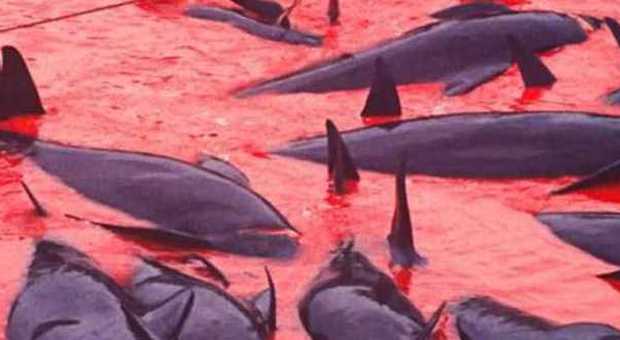 Isole Far Oer, decine di balene uccise, il mare tinto di rosso sangue