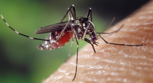 Brasile, allarme virus "Zika": causa malformazioni al cervello dei neonati