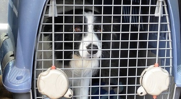 Sbarca dall'aereo a Capodichino, il cane smarrito con i bagagli