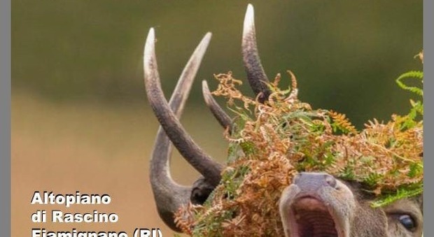 Rieti, venerdì il censimento del cervo al bramito sull'altopiano di Rascino