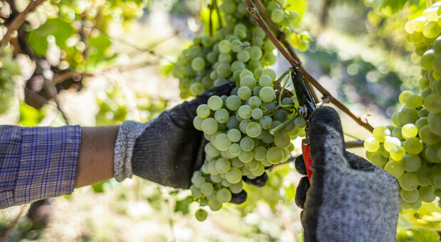 Vino vegano, la cantina di Ramuscello prima in Friuli: prodotti 10mila ettolitri certificati