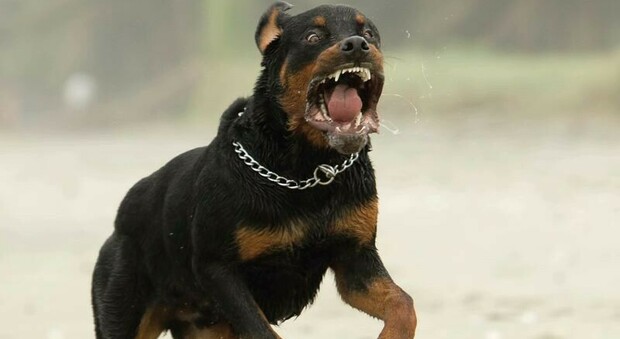Rottweiler aizzato contro la polizia da una coppia di spacciatori