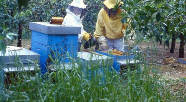 Paliano, aggredito da uno sciame di api: apicoltore muore sul colpo
