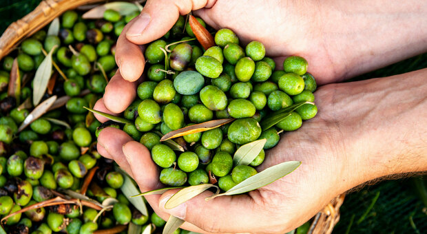 Raccolta delle olive: l’innovazione incontra la tradizione