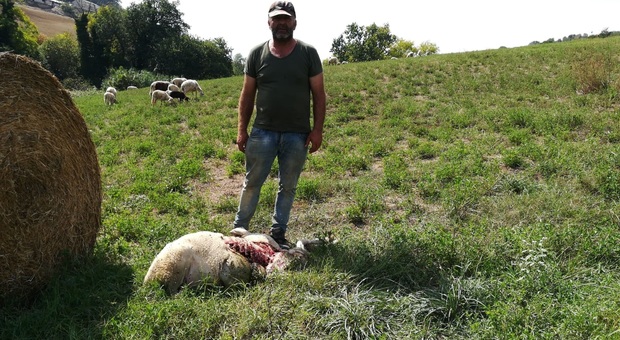Fermo, quaranta pecore uccise dai lupi. Gli allevatori: «Aiutateci»