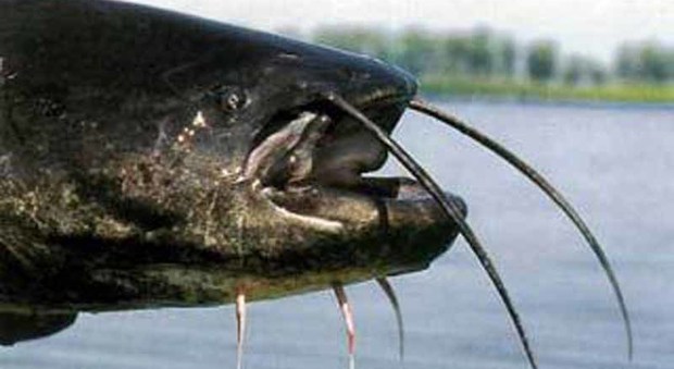 Pesce alieno l'esemplare individuato alla foce dell'Arno: «Misura mezzo metro per 2,7 kg»