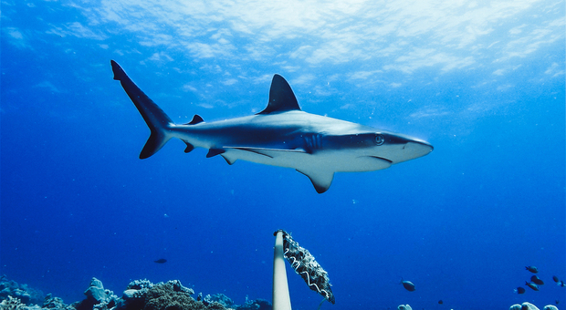 La presenza nei mari degli squali è necessaria per la buona salute dell’ecosistema