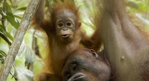 Oranghi, «bamboccioni» del regno animale. Ecco perché