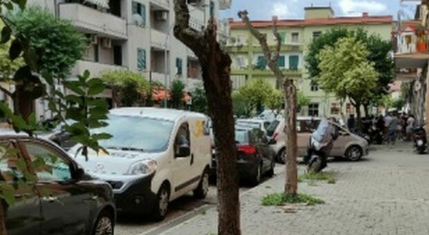 Ibischi, ligustri, mirto: 50mila euro per centoventi alberi a Caserta