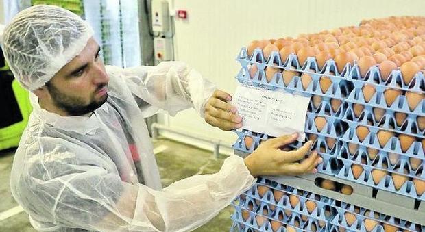 Uova contaminate, al via anche in Italia i controlli sui polli
