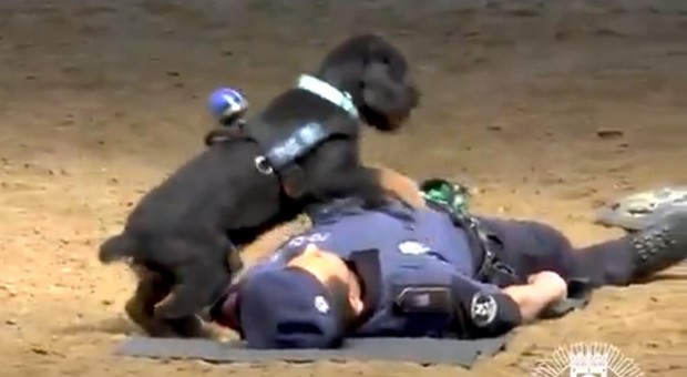 Il cane addestrato per il massaggio cardiaco 'rianima' il poliziotto crollato a terra: applausi dei presenti
