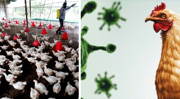 Influenza aviaria, in Cina il primo caso di un uomo contagiato dal virus “H10N3": è allarme