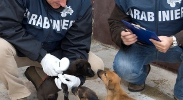 Gubbio, mangime per cani irregolare Scatta il sequestro di 14mila chili