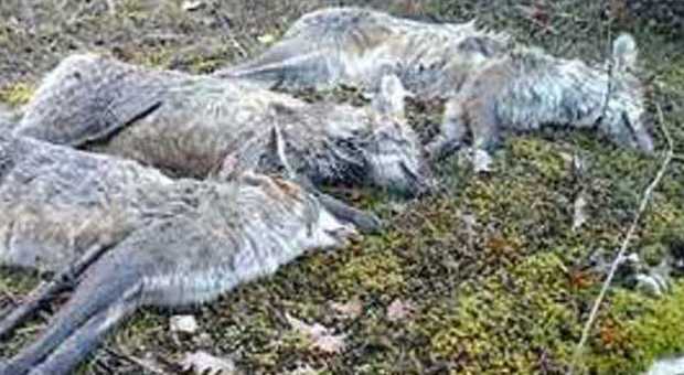 Mamma e due cuccioli di volpe uccisi a fucilate ed esposti al pubblico: scoppia la protesta