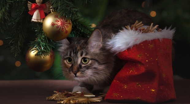 L'albero di Natale può essere letale per il tuo gatto. Gli esperti: «Ecco cosa fare per proteggere i nostri amici a 4 zampe»