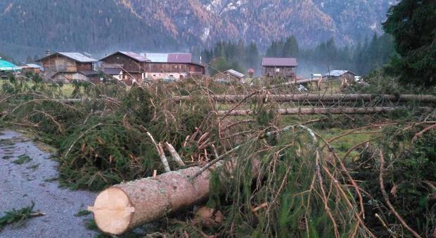 Il Veneto e il modello svizzero: «Così ricostruiremo i boschi»