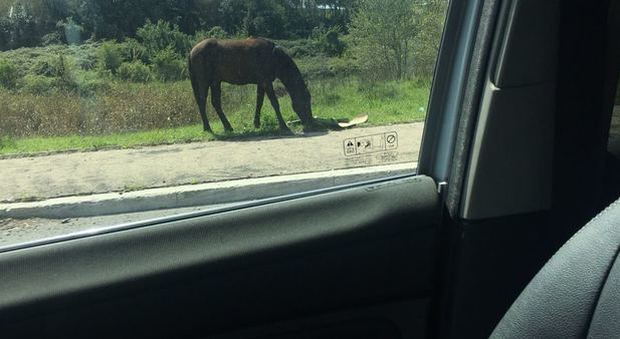 Un cavallo al pascolo sul ciglio della strada a via Isacco Newtoon: senza recizione o briglie